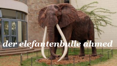 der elefantenbulle ahmed