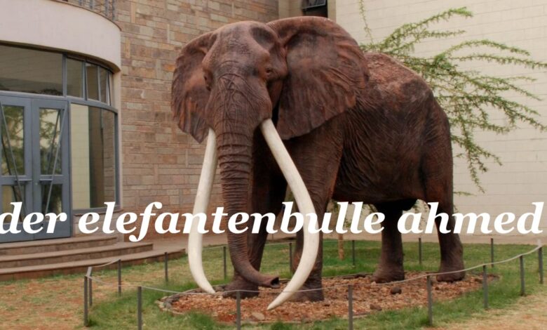 der elefantenbulle ahmed